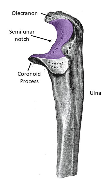 <p>Name this structure</p>
