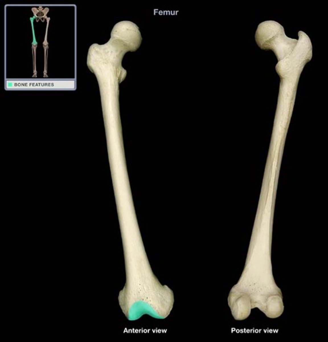 <p>Femur</p>