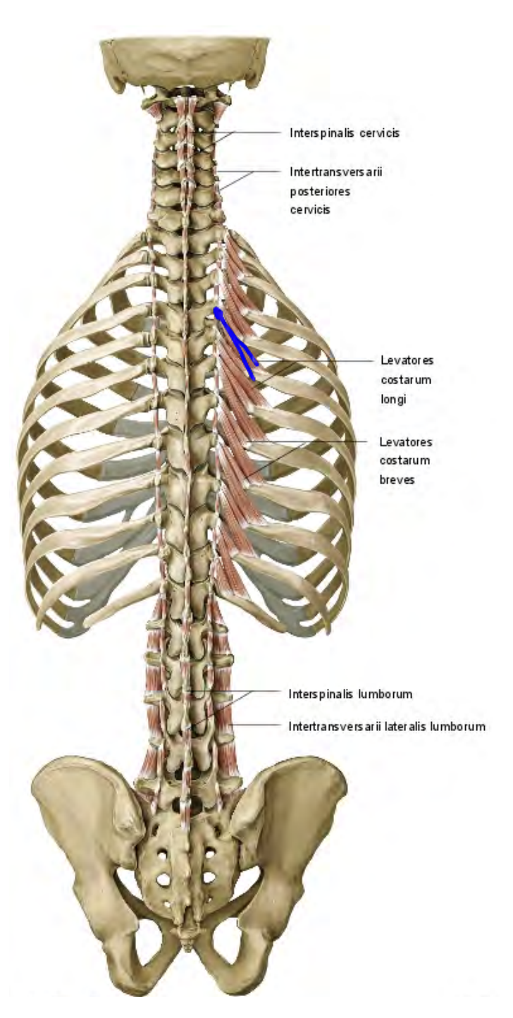 <p>intrinsic back muscles deepest layer</p>