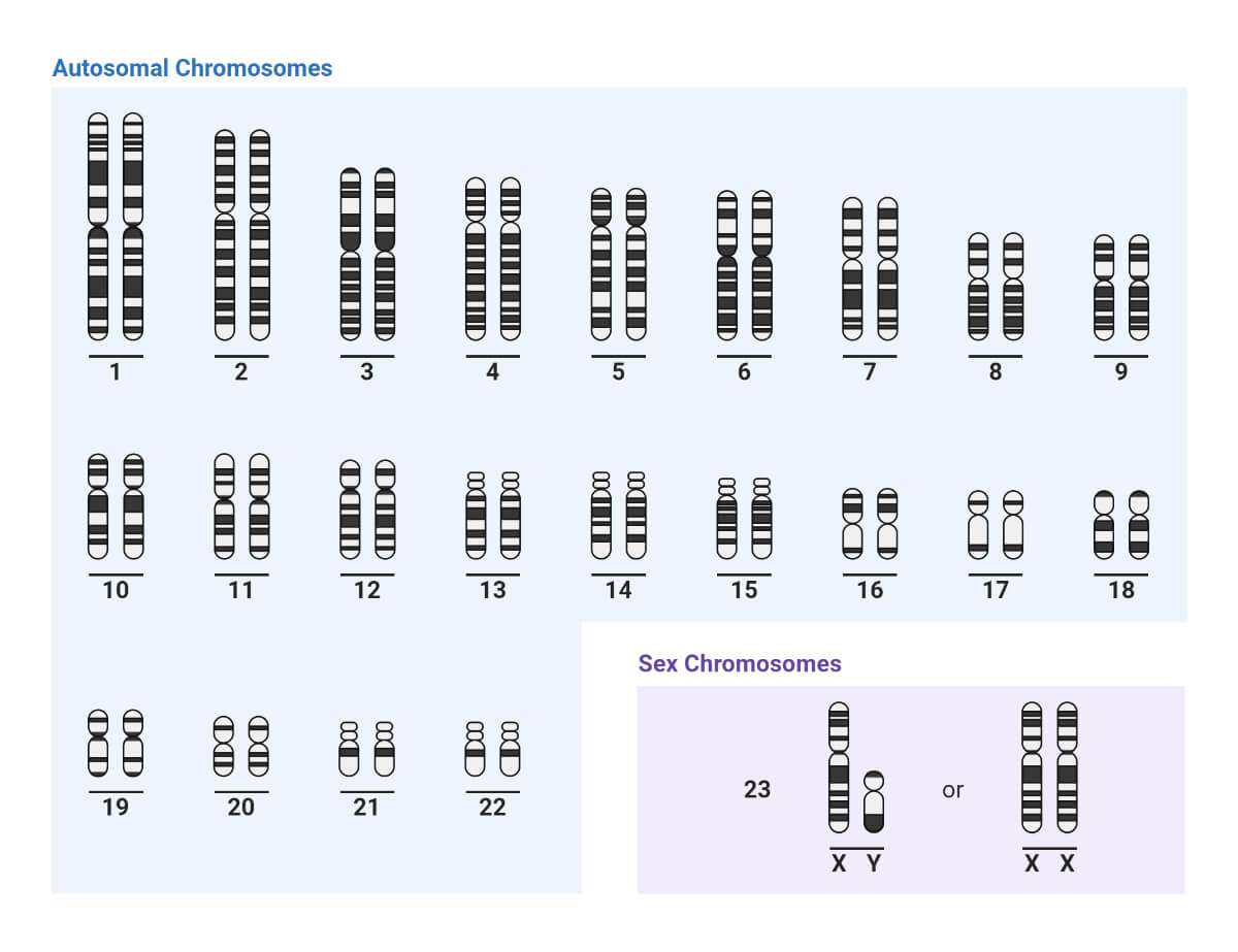 <ul><li><p>When there are missing, extra, or structurally altered chromosomes</p></li></ul><p><span><strong>Numerical: Abnormal number</strong></span></p><p>EG Aneuploidy (extra or missing), trisomy (3 instead of 2), Monosomy (1 instead of pair)</p><p><span><strong>Structural: Altered structure from breakage or incorrect rejoining</strong></span></p><p>EG Deletion, duplication, translocation (portion broken off and attached to another chromosome)</p><p></p>