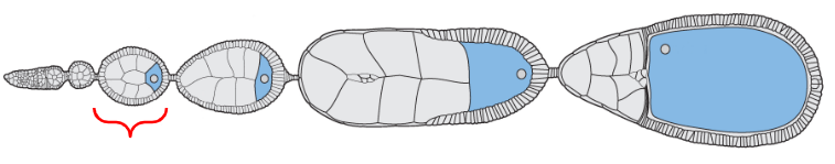 <p>The egg chamber located near the distal tip of the ovariole but proximal to the oogonium (stem cells)</p>
