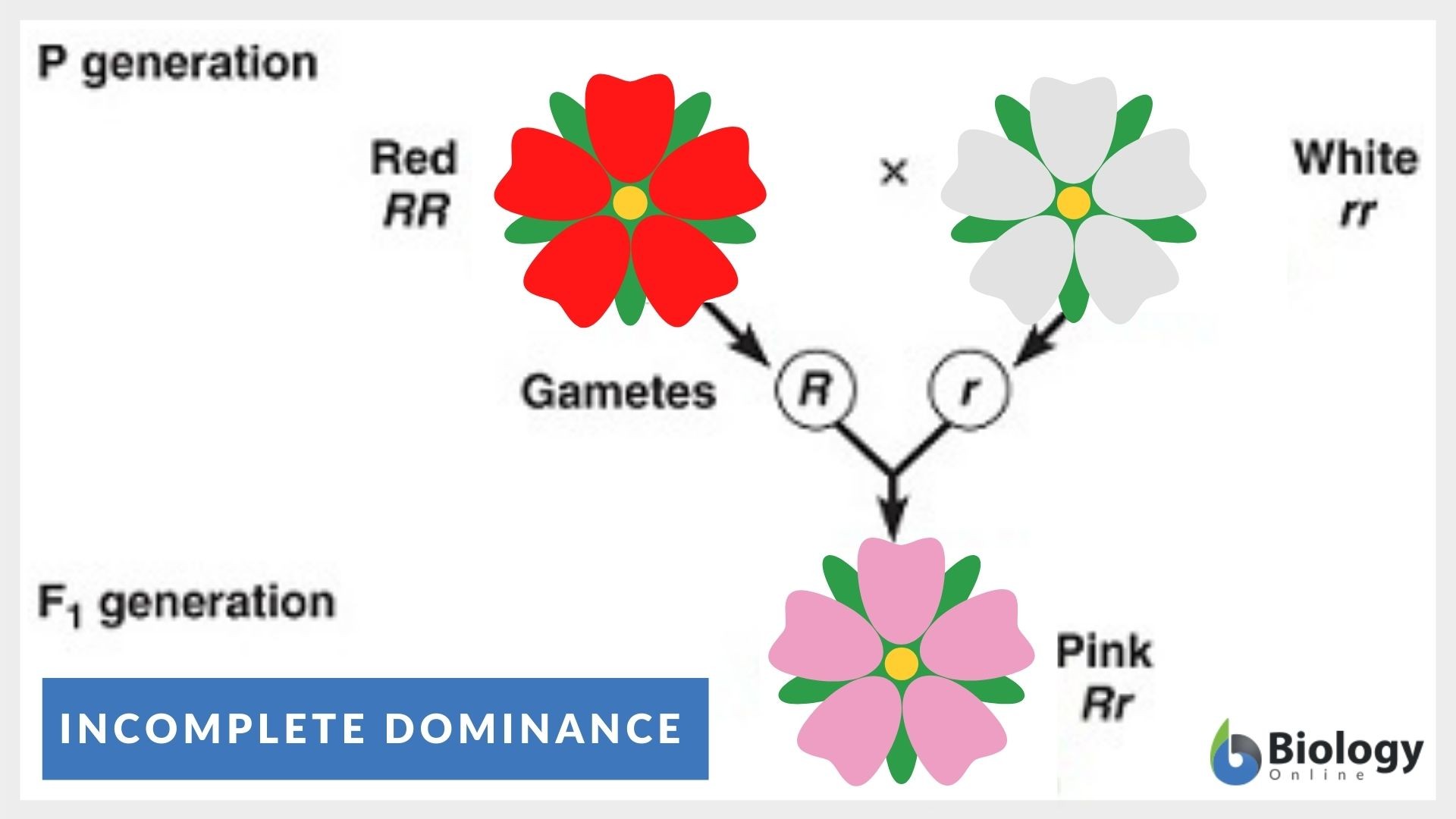 <p>Incomplete dominance</p>