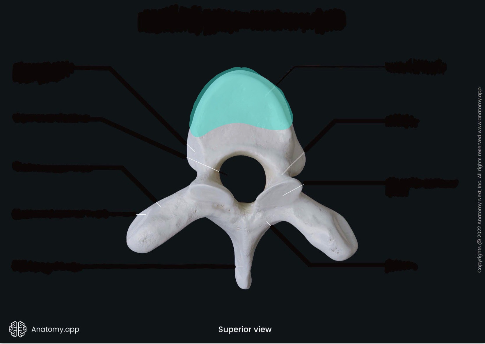 <p>what is the highlighted bony landmark</p>