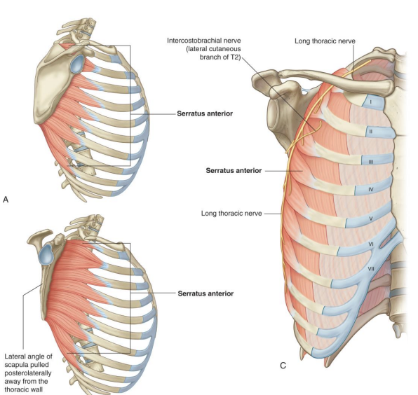 <p>Serratus Anterior Muscle (Boxer Muscle)</p>