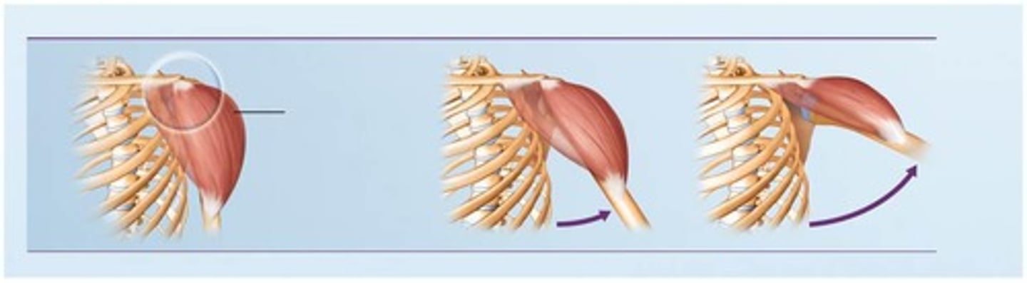 <p>Flexion.</p>