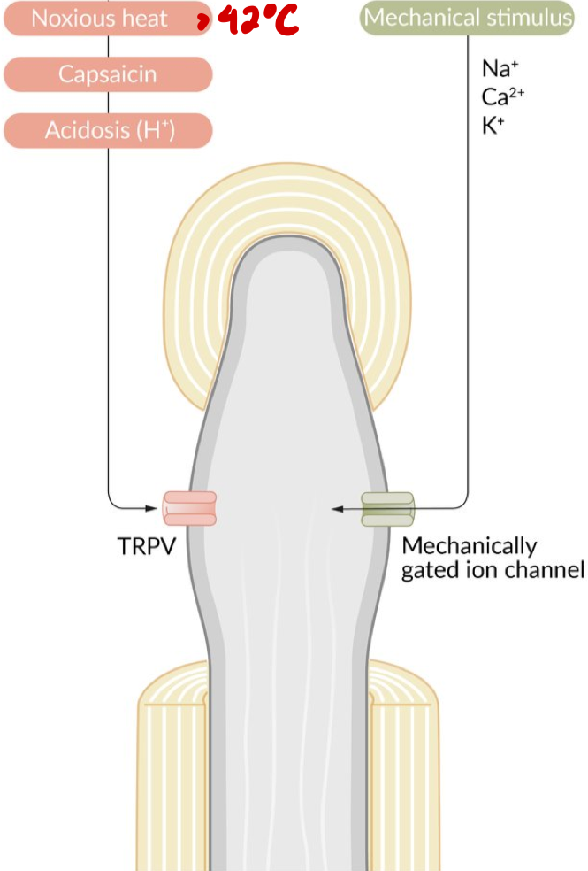 <p>React to mechanical stimuli</p>