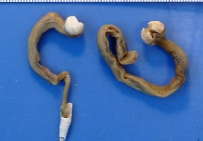 <p>identify kingdom, phylum, class, and genus/species</p>