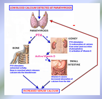 <p>Parathyroid Hormone (PTH)</p>