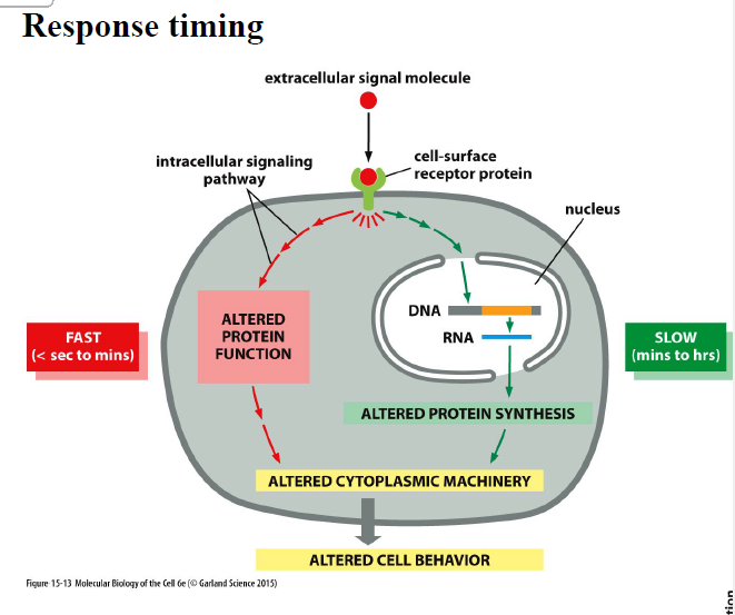 <p>Hurtige responser </p><ul><li><p>sekunder til minutter</p></li><li><p>ændrer aktivitet af eksisterende proteiner</p></li><li><p>kræver ikke ny proteinsyntese</p></li></ul><p> Langsomme responser </p><ul><li><p>minutter til timer</p></li><li><p>ændrer genekspression</p></li><li><p>kræver ny proteinsyntese</p></li></ul><p></p>