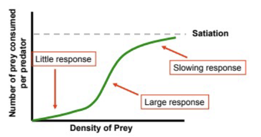 <p>predator response to prey is depressed at low prey densities, then accelerates, then plateaus once reaching satiation</p>