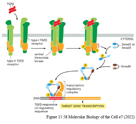 <ol><li><p>GFβ binder receptor serine/threonine kinases</p></li><li><p>Receptorer fosforylerer Smad2/3</p></li><li><p>Smads binder Smad4</p></li><li><p>Smad-komplekset går til nucleus</p></li><li><p>Genekspression ændres</p></li></ol><p>Inhibitory Smads (Smad6/7) hæmmer pathwayet via negativ feedback.</p>
