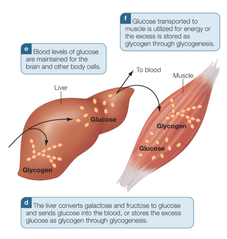 <ul><li><p>metabolic needs direct the fate of monosaccharides</p><ul><li><p>galactose and fructose are used for energy or converted to glucose to be released into the bloodstream</p></li><li><p>glucose stored as glycogen via <span style="color: blue;"><strong>glycogenesis</strong></span></p></li><li><p>excess glucose is stored as fatty acids &amp; glycerol in adipocytes</p></li></ul></li></ul><p></p>