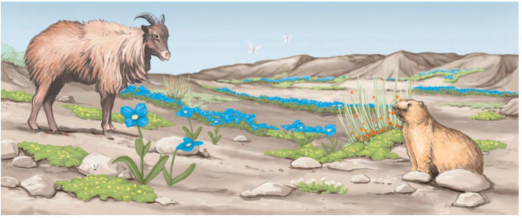 <p>populations of different species living and potentially interacting in a certain area at a given time</p>