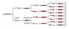 <p>mixture heated to 95℃ to separate DNA strands by breaking hydrogen bonds between them</p><p>add primers and DNA nucleotides</p><p>cool to 55℃ so primers bind to complementary base sequences on DNA fragments</p><p>heat mixture to 72℃ - DNA polymerase attaches to primers and joins DNA nucleotides, forming new DNA strand</p><p>reaction will repeat, doubling amount of DNA each time</p>