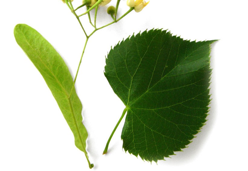 <p>Tilia americana (Malvaceae)</p>