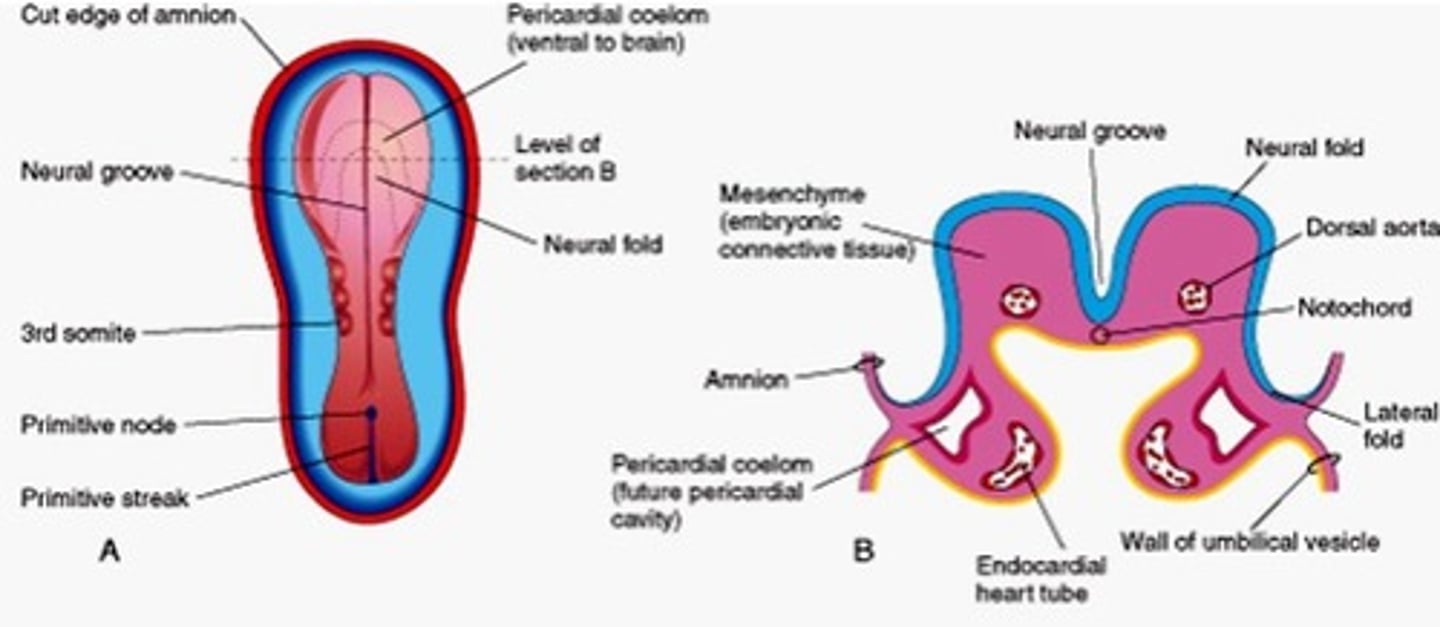 <p>the fusion of the _____ marks the beginning of the formation of the heart tube</p>