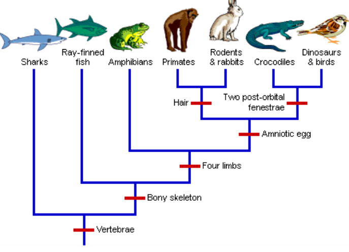 <p>diagrams that represent the evolutionary history of a group organisms</p><p>similar to cladograms, except trees show the amount of change over time measured by fossils</p>