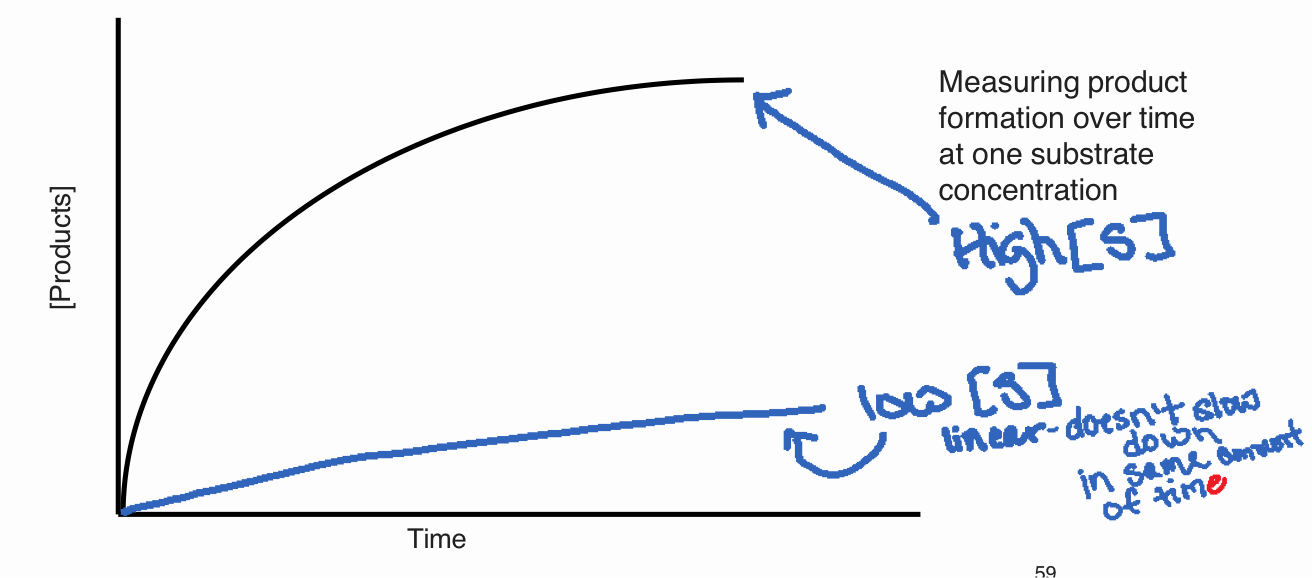 <p>x-axis: time</p><p>y-axis: product formed</p><p>High [S] → starts very steep, fast rate, then slows down and plateaus</p><p>Slows down because: substrate is getting used up, product is building up and can bind to enzyme and interfere with its function, reverse reaction can start, enzyme denatures over time and loses activity</p><p>Low [S] → starts slower, looks more linear (straight), it will slow down over a longer time scale</p>