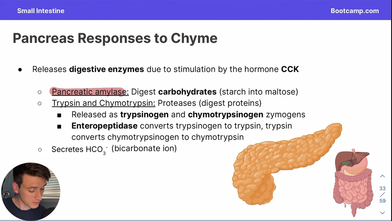 <p>released by the pancreas into the small intestine, it turns starch into maltose </p>
