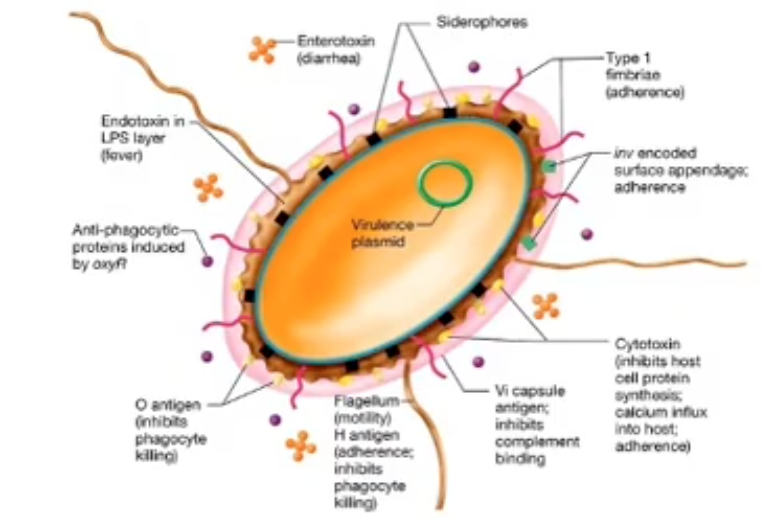 <p>Virulence Factors (Specific)</p>
