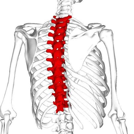 <p>One of twelve vertebrae ($$T1-T12$$) located in the chest region, articulating with the ribs.</p>