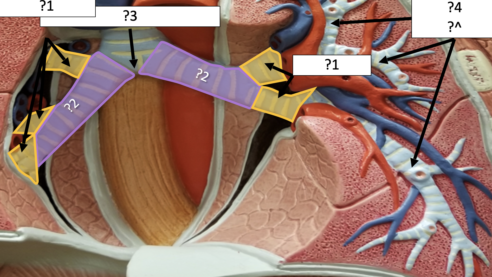 <p>4 Name the structure? </p>