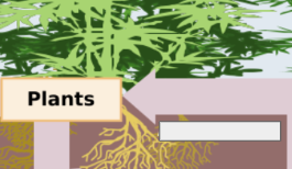 <p>nitrogen cycle: name the cycle</p>