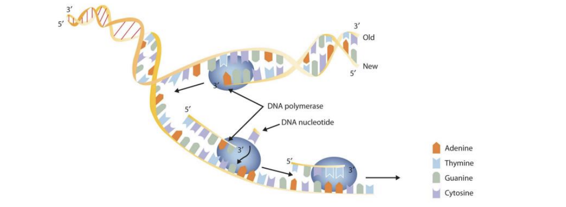 <p>Double helix is broke, hydroen bonds broken</p><p>DNA is copied by enzyme dna polymerase </p><p>DNA Polymerase attaches corresponding DNA nucleotide </p>