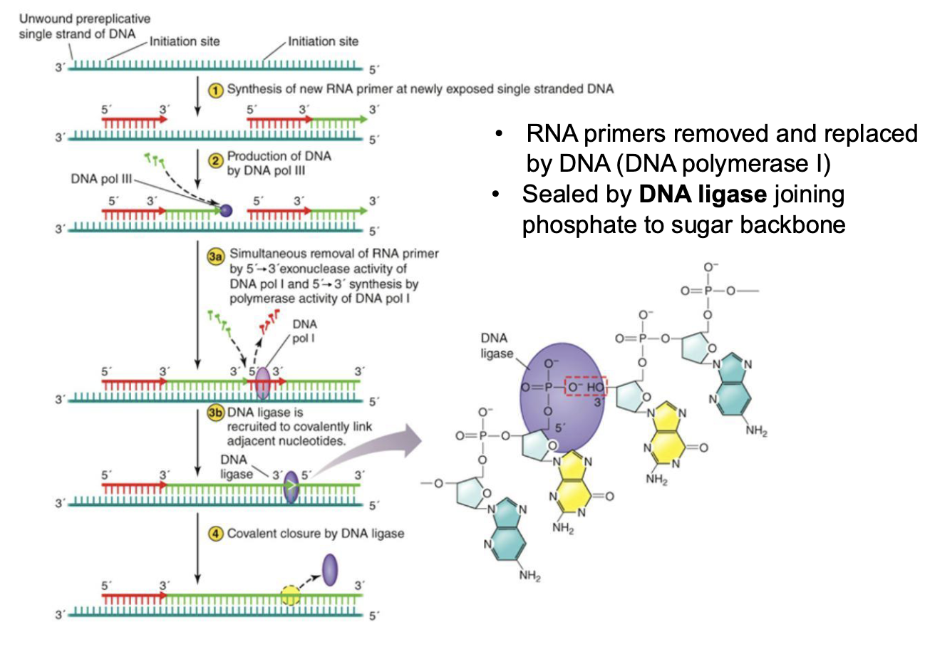 <ul><li><p>RNA primers removed and replaced by DNA (DNA polymerase I)</p></li><li><p>Sealed by <strong><em>DNA ligase</em></strong> joining phosphate to sugar backbone</p></li></ul><p></p>