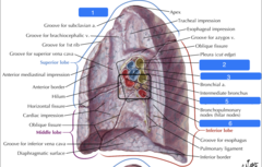 <p>Identify the structure at #1</p>