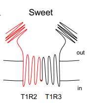 <p>heteromeric, made of T1R2 &amp; T1R3 </p>