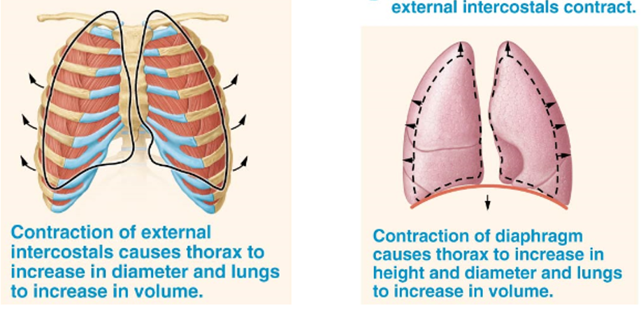 <p>Process of taking in air in which inspiratory muscles increase lung volume indirectly by increasing the thoracic cavity size</p><ul><li><p>Thoracic cavity expands due to contraction of external intercostals &amp; diaphragm→ pulls on parietal pleura → pulls on visceral pleura → pulls lungs outward → increases volume of the lungs</p></li><li><p>Due to low pressure on the inside and higher pressure on the outside of the body</p></li></ul><p></p>