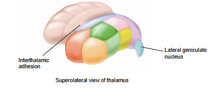 <p>Involved in visual input; gathers information from the retina and takes it to the primary visual area of the cerebral cortex in the occipital lobe</p>