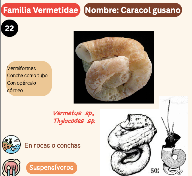<p><strong>FILO </strong>Mollusca<strong><br>CLASE </strong>Gastropoda<br><strong>SUBCLASE </strong>Caenogastropoda<br><strong>ORDEN </strong>Littorinimorphia<br><strong>FAMILIA </strong>Vermetidae<br><strong>GÉNERO </strong><em><u>Vermetus sp</u></em> / <em><u>Thylacodes sp</u></em><br><strong>NOMBRE COMÚN </strong>Caracol gusano<strong><br>CARACTERÍSTICAS </strong>Vermiformes, concha como tubo, con opérculo córneo.<br><strong>RÁDULA </strong>Tenioglossa<strong><br>ALIMENTACIÓN </strong>Suspensívoros<strong><br>HÁBITAT </strong>En rocas o conchas.</p>