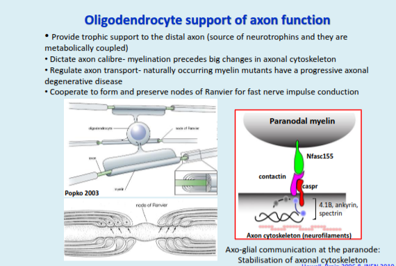 <p>They provide trophic and metabolic support to axons, regulate axon calibre and transport, and work with axons to form and maintain nodes of Ranvier; axo-glial communication at the paranode also stabilises the axonal cytoskeleton.</p><p></p><p>The take home message here is that myelin is more than an inert insulating membrane.</p><p>Myelination stabilises axonal proteins and elements of the axon cytoskeleton (without</p><p>which, axons can degenerate- next slide).</p>