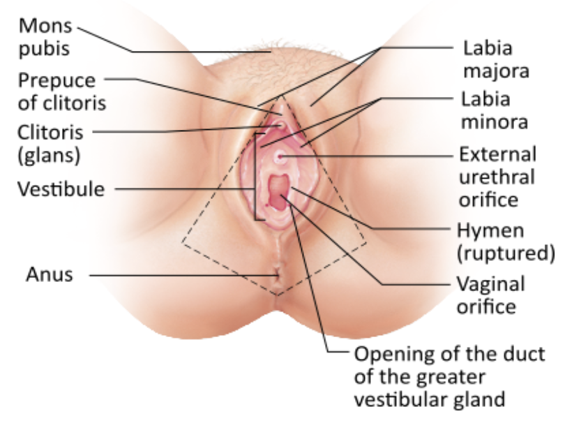 <p><span>Which structure(s) of the female's external genitalia has/have erectile tissue?</span></p><table style="min-width: 25px;"><colgroup><col style="min-width: 25px;"></colgroup><tbody><tr><td colspan="1" rowspan="1" style="margin: 0px; padding: 0.3em; position: relative;"><p>clitoris &nbsp; &nbsp; &nbsp; &nbsp;</p></td></tr><tr><td colspan="1" rowspan="1" style="margin: 0px; padding: 0.3em; position: relative;"><p>mons pubis &nbsp; &nbsp; &nbsp; &nbsp;</p></td></tr><tr><td colspan="1" rowspan="1" style="margin: 0px; padding: 0.3em; position: relative;"><p>labia minora &nbsp; &nbsp; &nbsp; &nbsp;</p></td></tr><tr><td colspan="1" rowspan="1" style="margin: 0px; padding: 0.3em; position: relative;"><p>labia majora &nbsp;</p></td></tr></tbody></table><p></p>