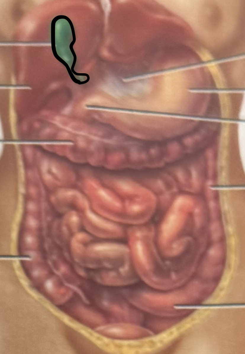 <p>stores bile until needed for digestion</p>