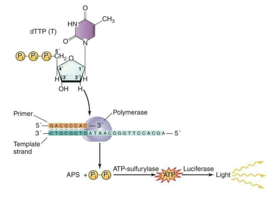 <ul><li><p>In the strand shown, DNA polymerase <strong><em>adds</em></strong> dTTP to the growing DNA strand</p></li><li><p>ATP-sulfurylase <strong><em>reacts</em></strong> with the pyrophosphate that is released upon incorporation with adenosine phosphosulphate (APS), generating ATP</p></li><li><p>This ATP <strong><em>interacts</em></strong> with luciferase and releases a burst of light</p></li><li><p>The automated <strong><em>detection</em></strong> of this light by a camera indicates that the nucleotide was added to the growing DNA strand</p></li></ul><p></p>