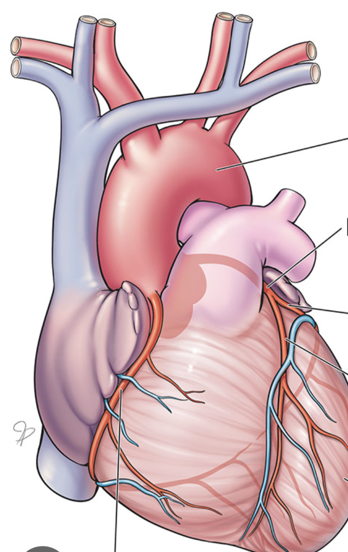 <p>Identify the coronary artery</p>