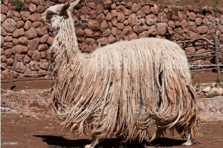 <p>type of alpaca, long sleek necks, 8% are this type</p>