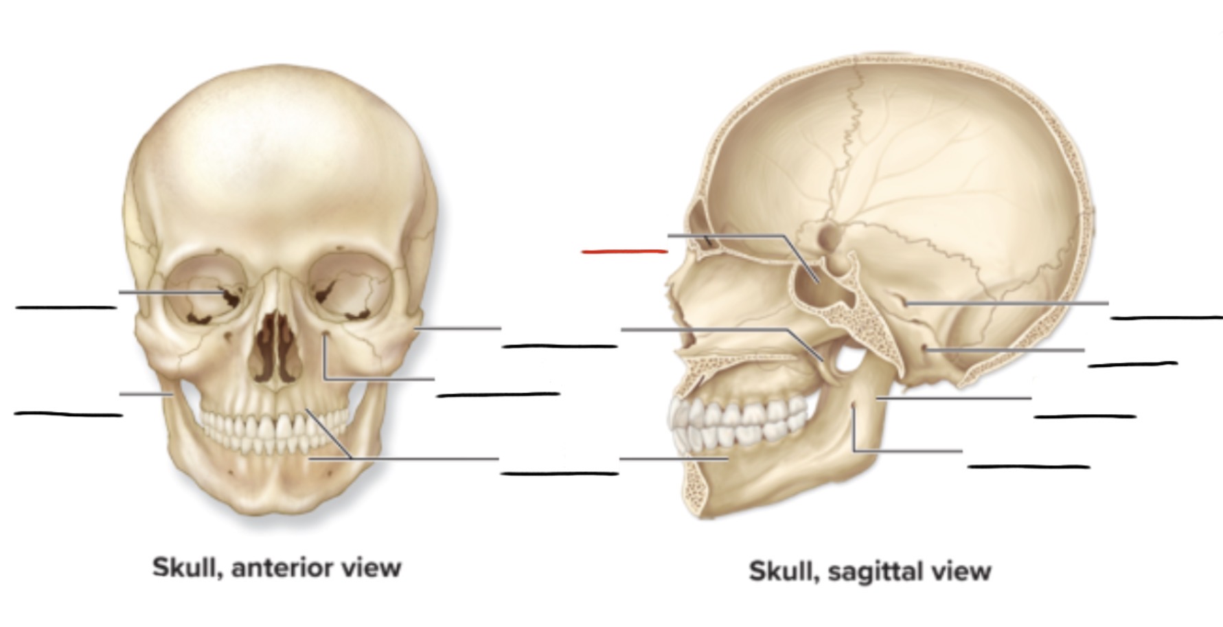 <p><strong>Anatomic Term</strong></p><p>Description</p><p>(General Structure)</p>