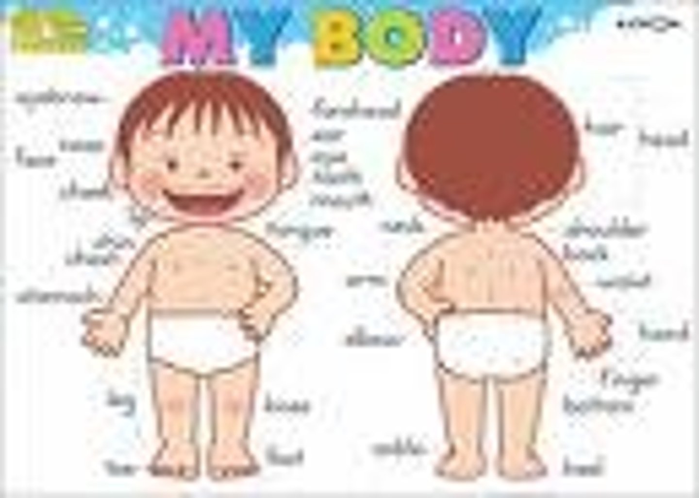 <p>the body</p>