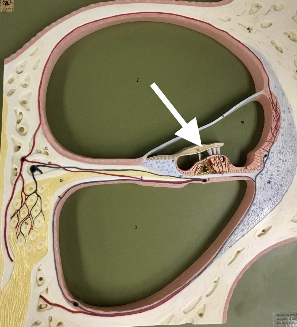 <p><span>name the specific structure at the end of the arrow's point</span></p>