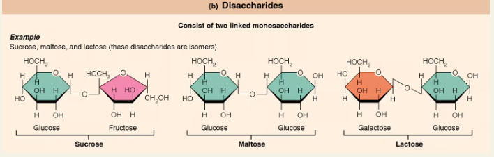 <p><span style="background-color: transparent;"><strong>Disaccharides</strong></span></p>