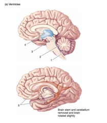 <p>The medial surface of the brain.</p><p>Ventricles.</p><p>4</p>