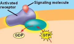 <p>cells that detect stimuli</p>