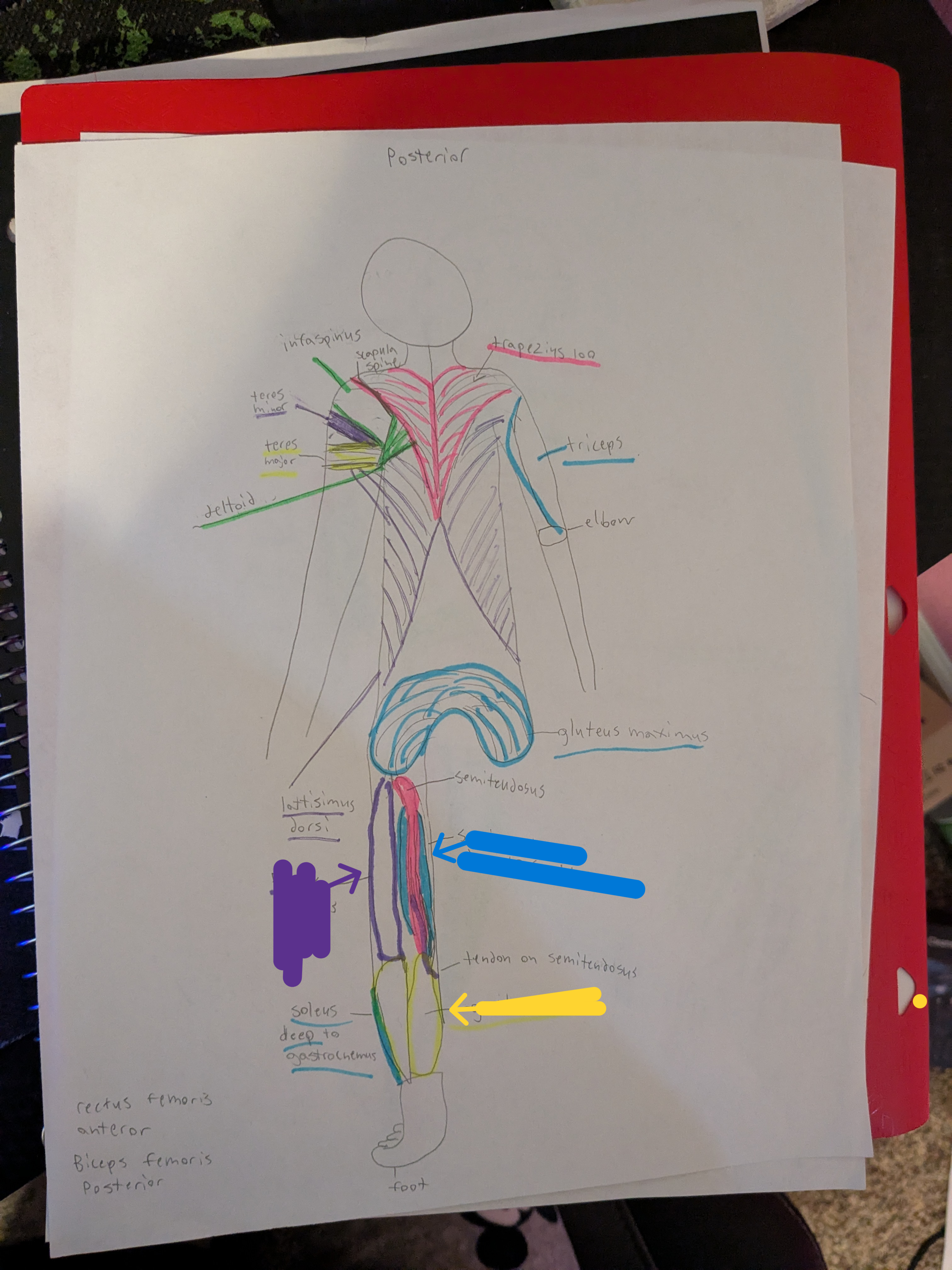 <ul><li><p>blue= semimembranosus</p></li><li><p>purple= biceps femoris</p></li><li><p>yellow= gastrocnemeus</p></li></ul><p></p>