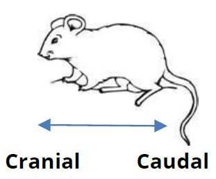 <p>cranial —> towards head</p><p>caudal —> towards tail</p>