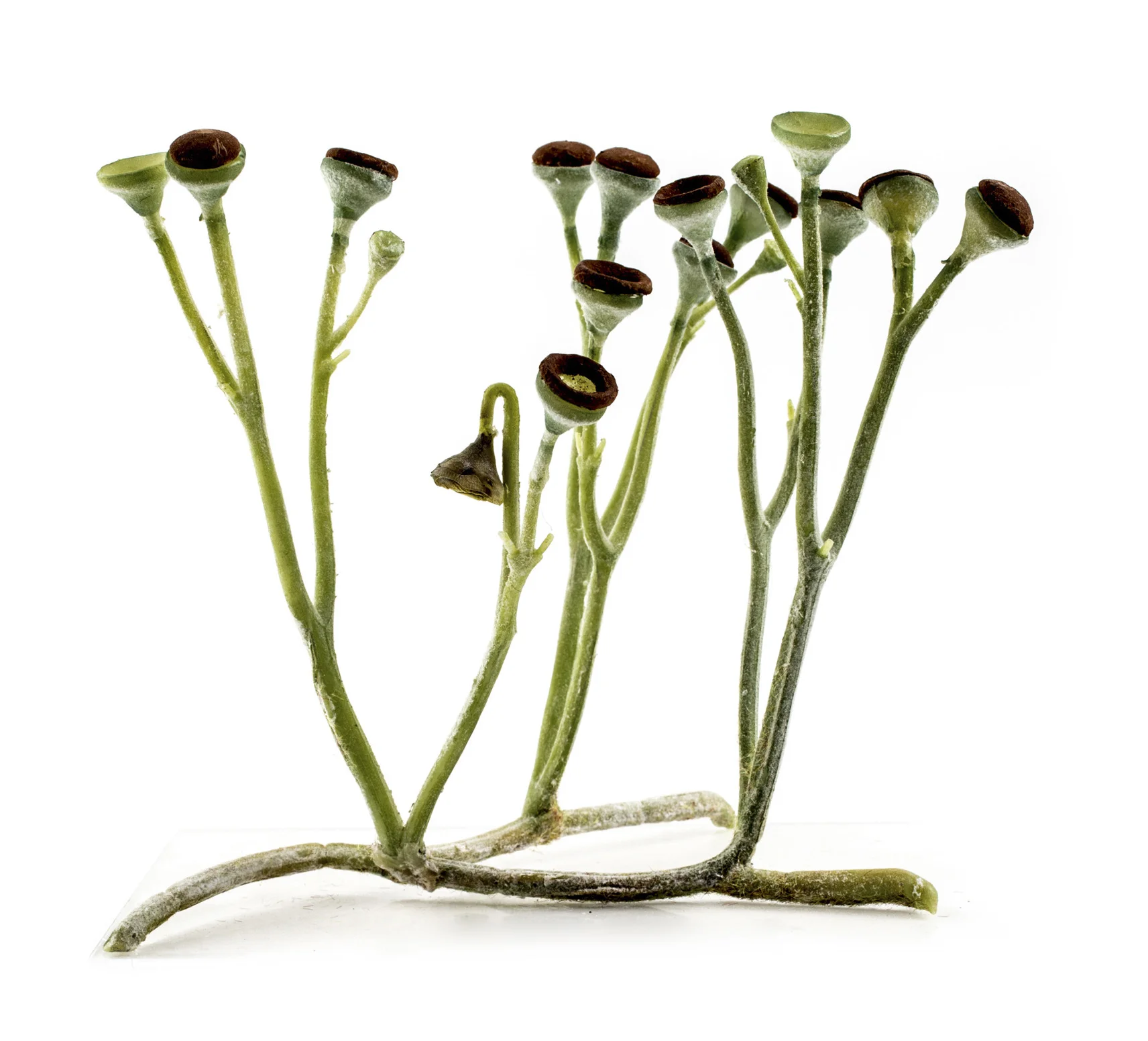 <p>Evidence of plants with land adaptations dates from ~420 million years ago.</p>