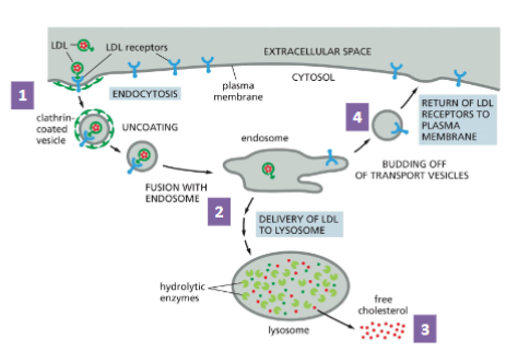<ul><li><p>Low density lipoprotein(LDL) is a carrier of blood cholesterol</p></li><li><p>An LDL particle is composed of a phospholipid-protein shell and cholesterol core.</p></li><li><p>It carries cholesterol to target cells (e.g., gonads)</p></li></ul><ol><li><p>LDL is recognized by its receptor at the cell surface and internalized in the form of coated vesicle</p></li><li><p>The vesicle fuses with an endosome, which becomes lysosome</p></li><li><p>Free cholesterol is released to the cell</p></li><li><p>The receptor is recycled to the cell membrane</p></li></ol><p></p>